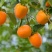 糖心柿子苗不用暖的柿子甜度高口感好保证品种