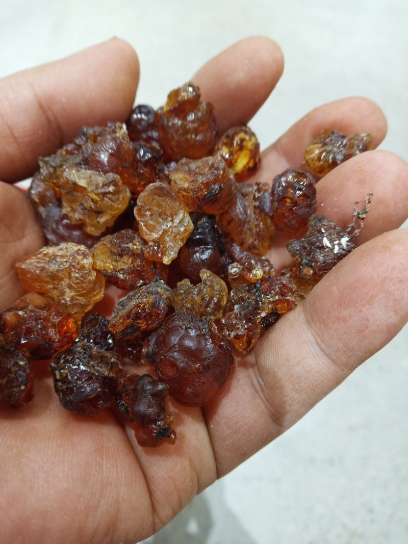 🔥🔥🔥优质桃胶残差少树上现摘一手货源