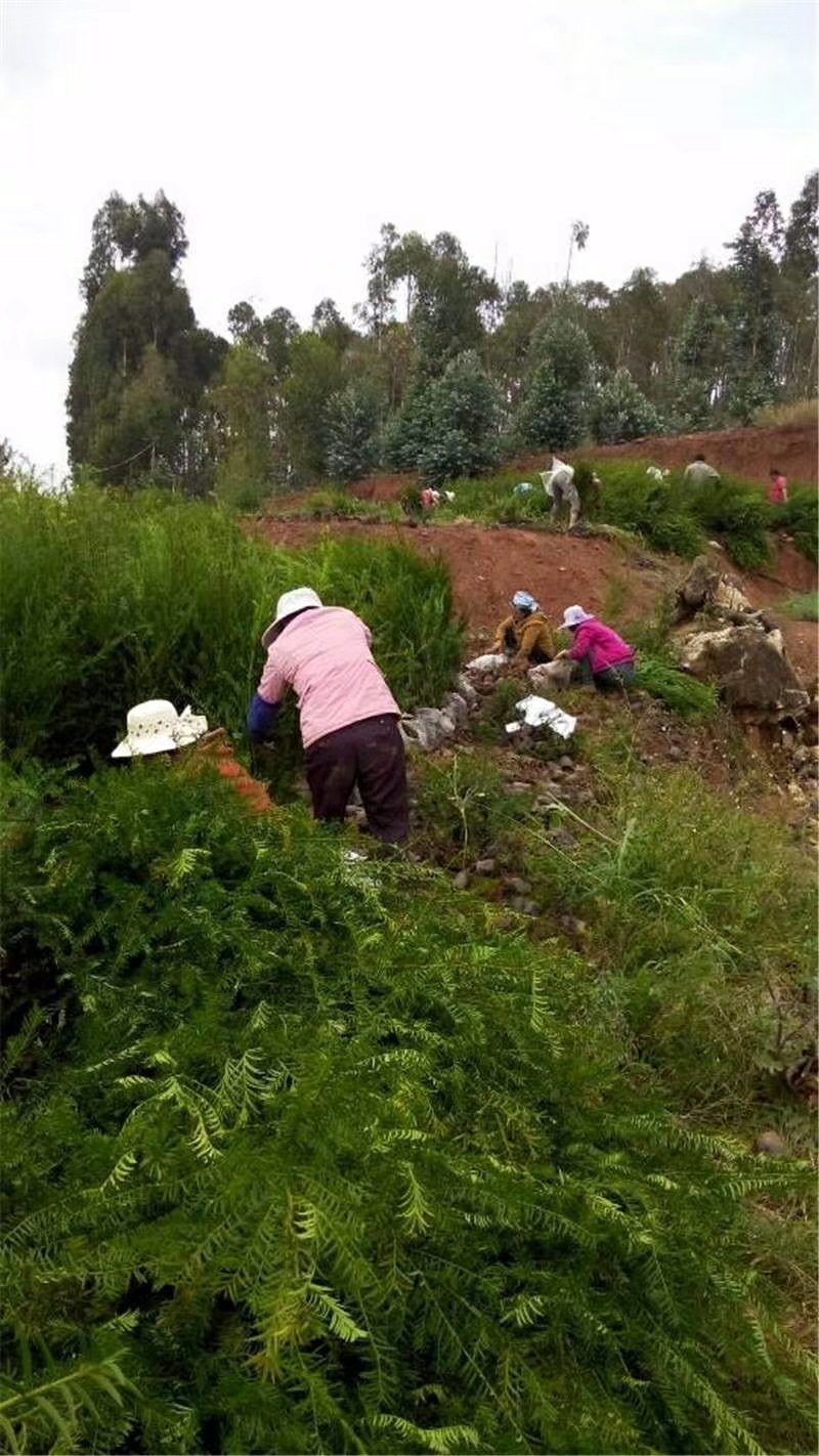 红豆杉树苗红豆杉苗0.5~1米基地发货免费支持技术