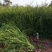 红豆杉树苗红豆杉苗0.5~1米基地发货免费支持技术