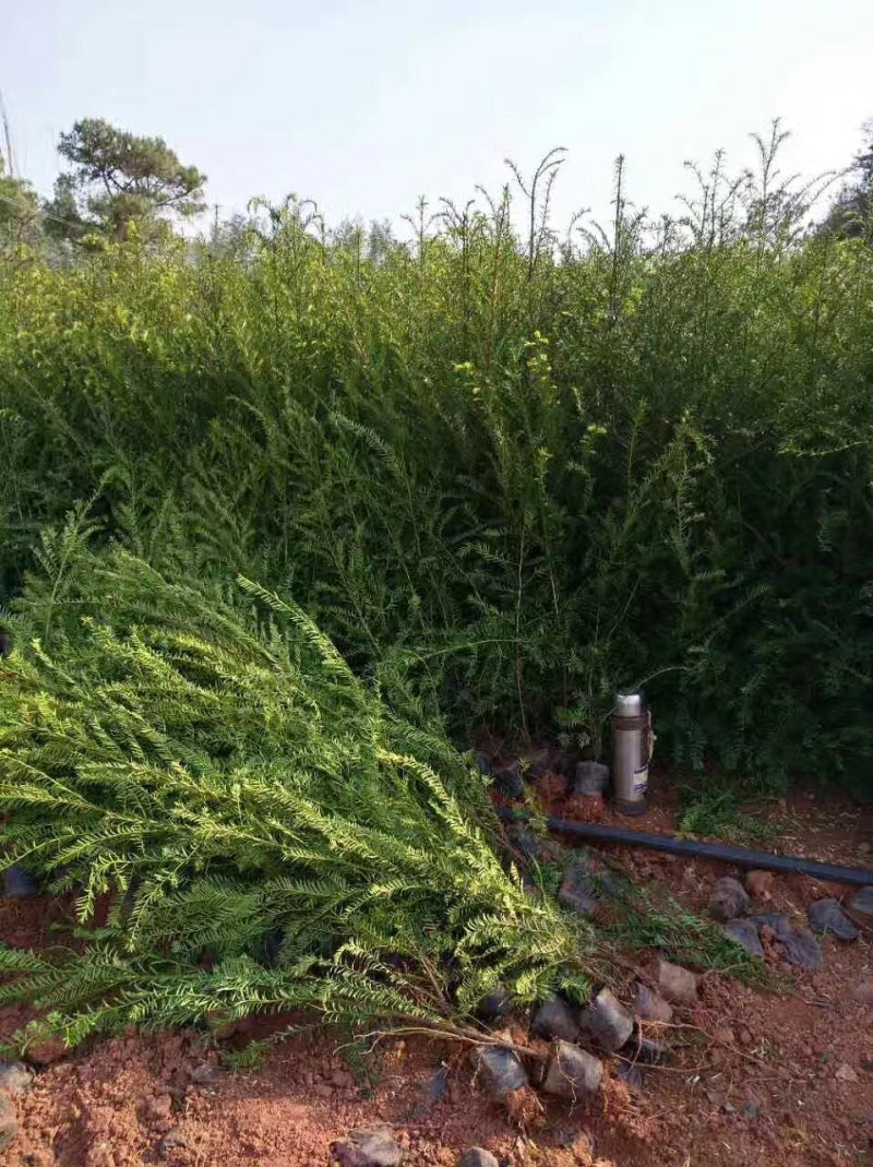 红豆杉树苗红豆杉苗0.5~1米基地发货免费支持技术