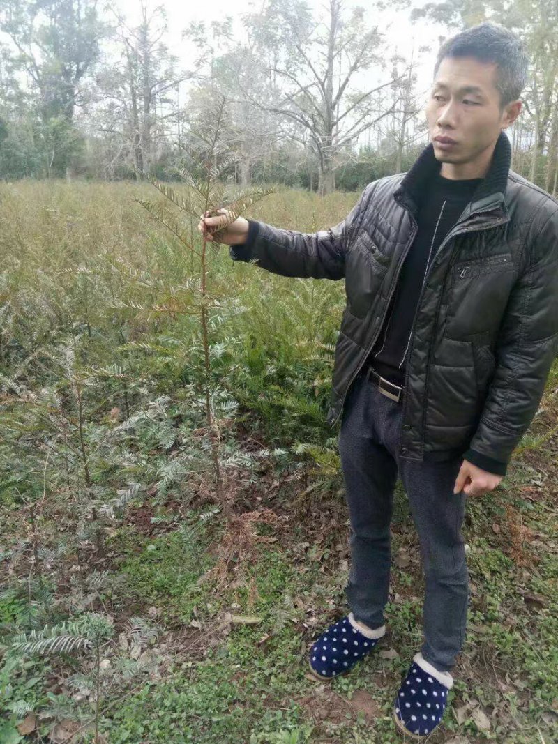 红豆杉树苗红豆杉苗0.5~1米基地发货免费支持技术