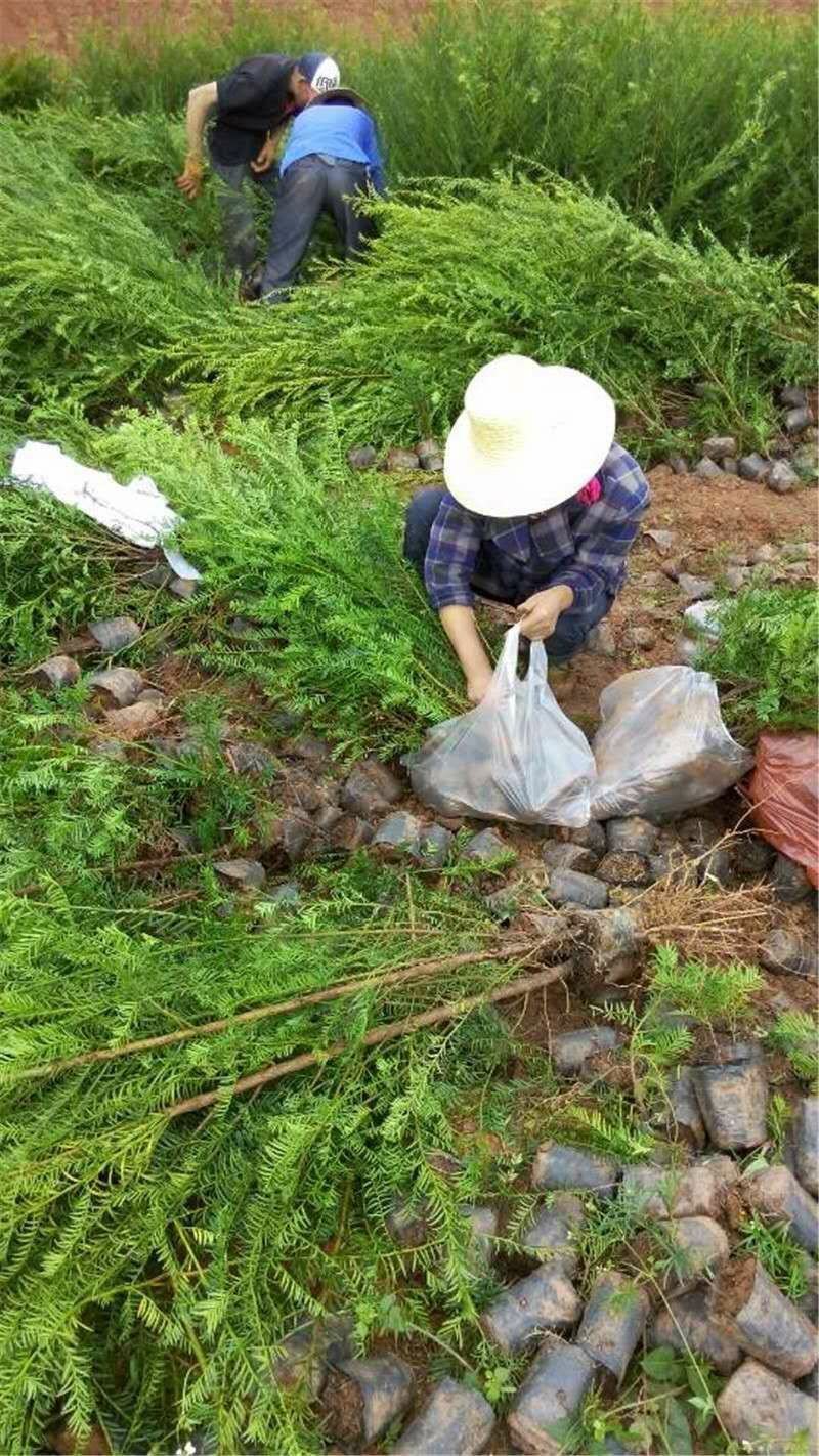 红豆杉树苗红豆杉苗0.5~1米基地发货免费支持技术