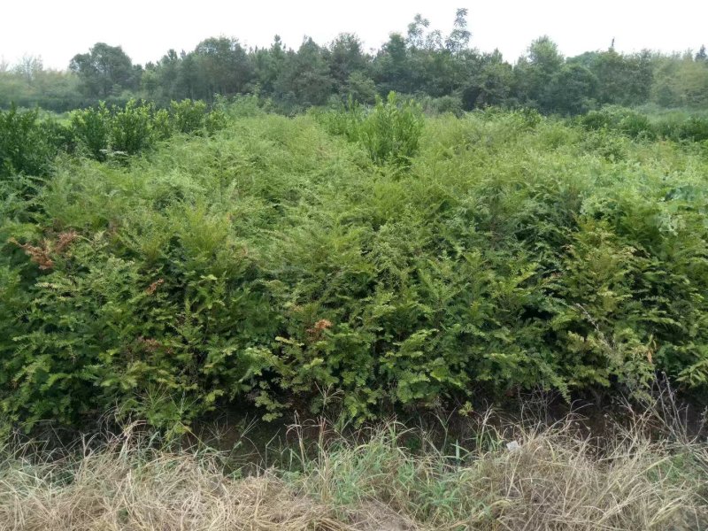红豆杉树苗红豆杉苗0.5~1米基地发货免费支持技术
