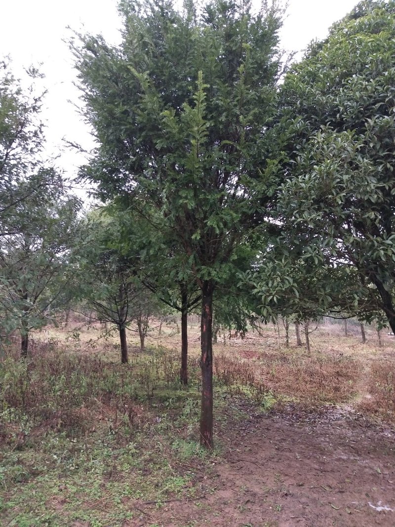 红豆杉树苗红豆杉苗0.5~1米基地发货免费支持技术