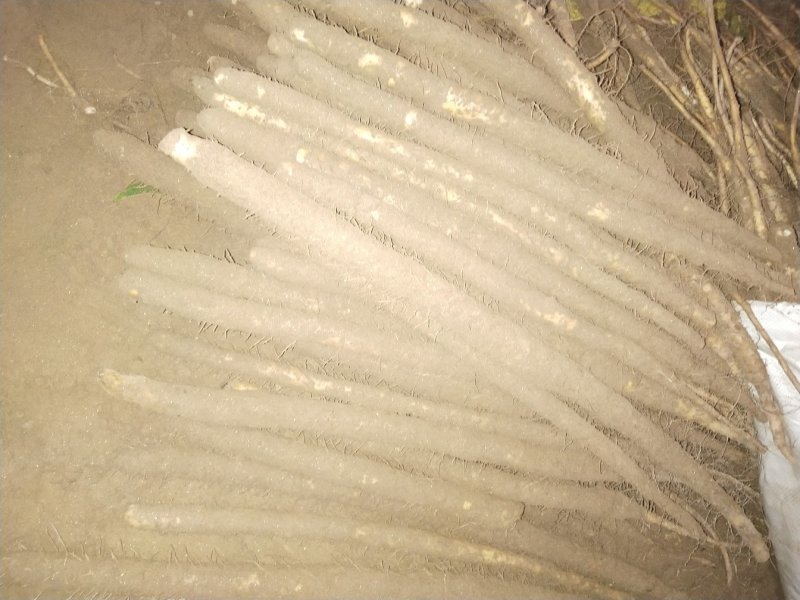 小白嘴白山药