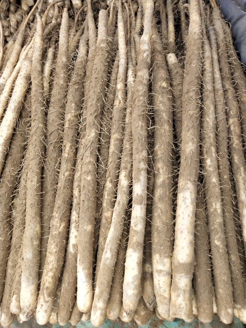 小白嘴白山药