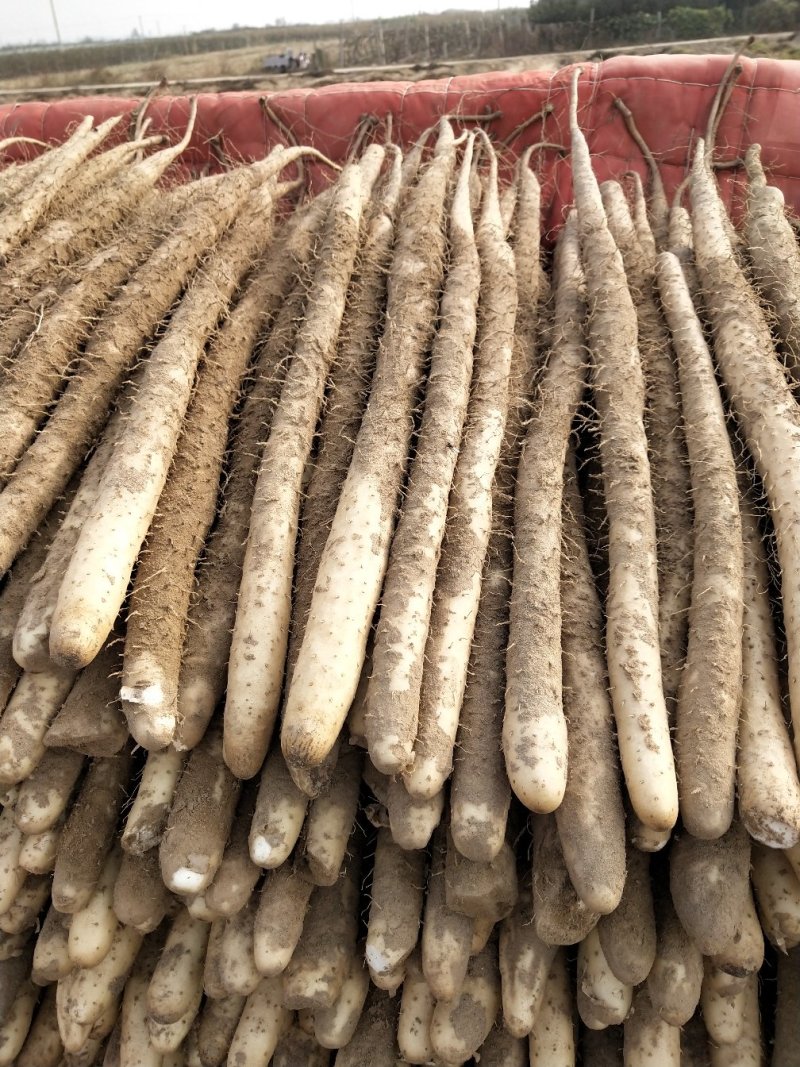 小白嘴白山药