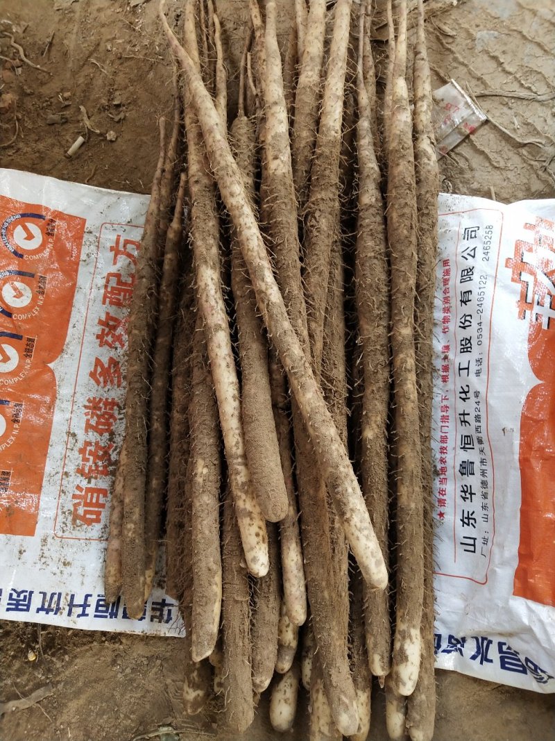 小白嘴白山药