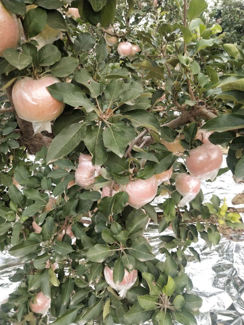 富士苹果