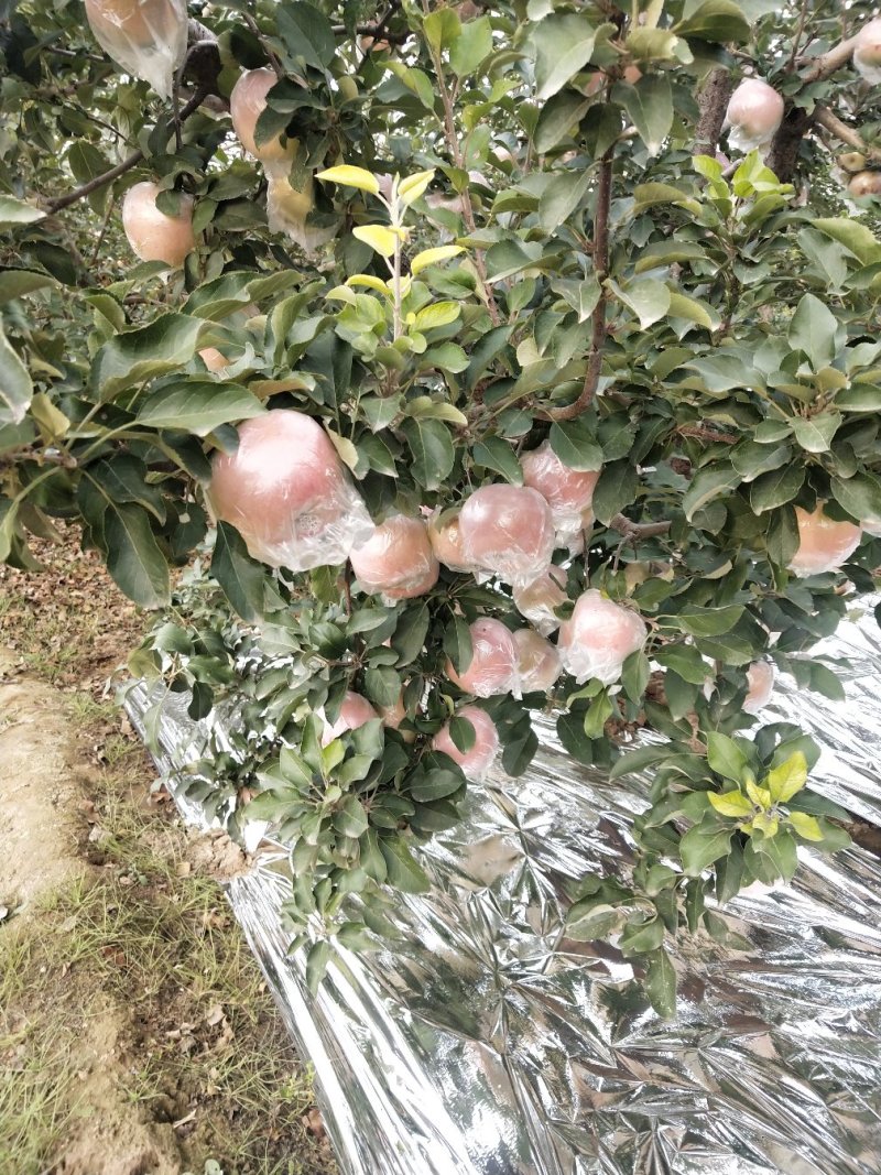 富士苹果