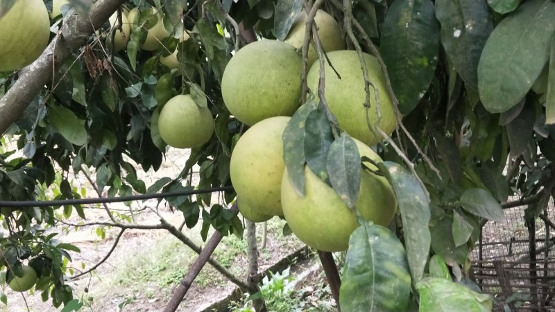 红心蜜柚苗，0，6至一公分半起质量保正，2元每株