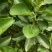 红心蜜柚苗，0，6至一公分半起质量保正，2元每株