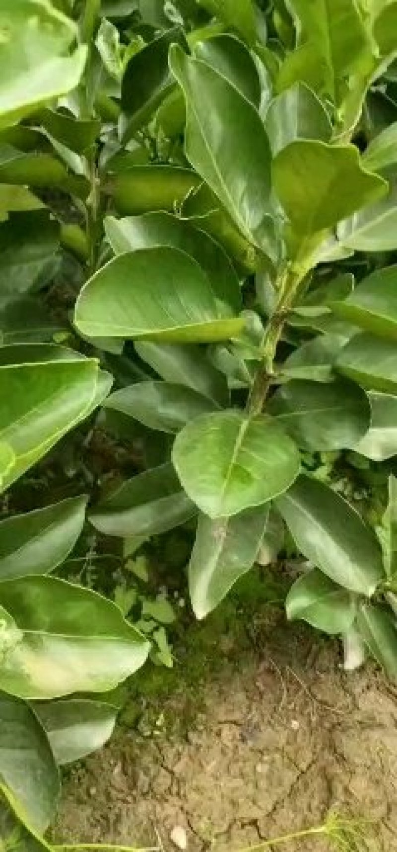 红心蜜柚苗，0，6至一公分半起质量保正，2元每株