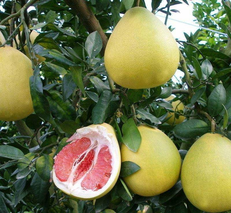 三红蜜柚苗40公分已上