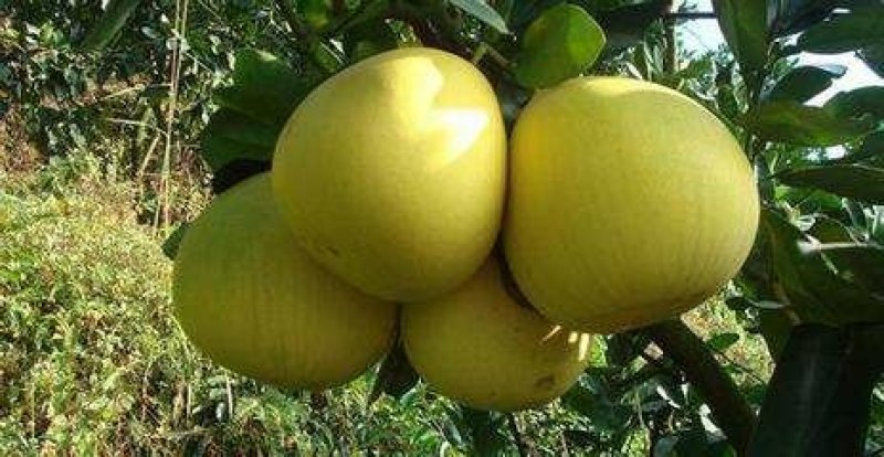 三红蜜柚苗40公分已上