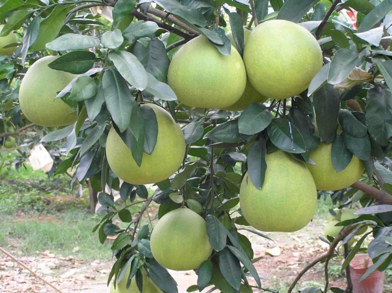 三红蜜柚苗40公分已上