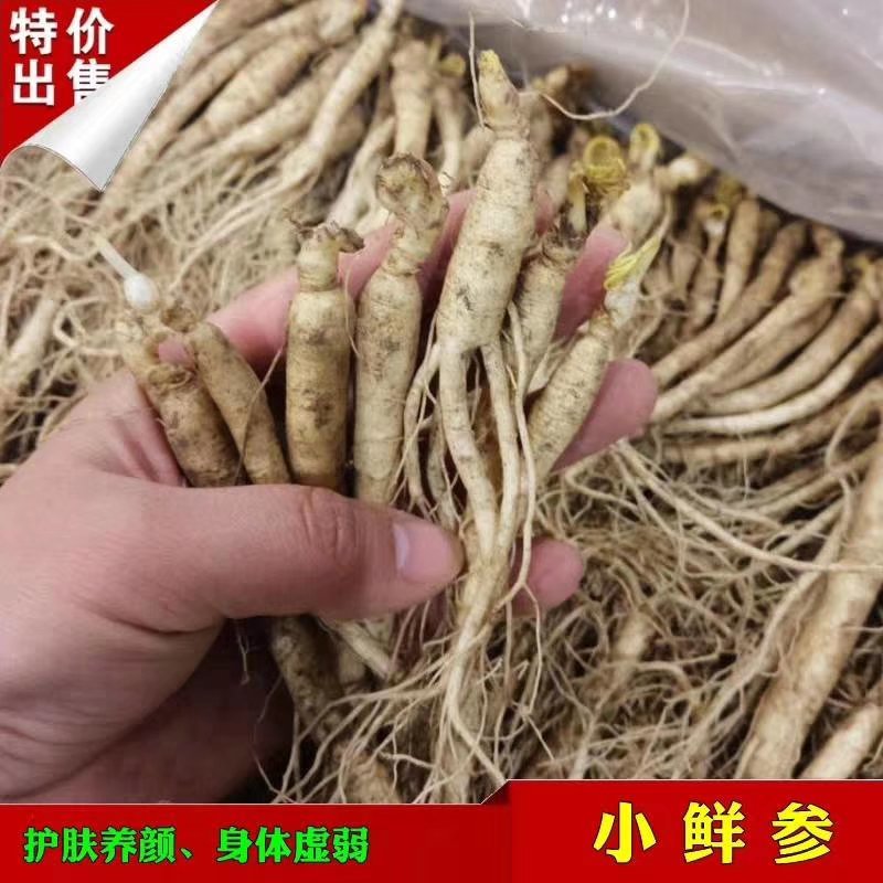 长白山人参小鲜参(单支5-8克)顺丰包邮【正常发货】