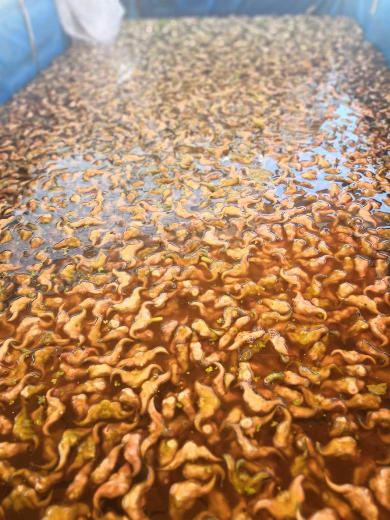 菱角家菱老菱角，又糯又甜，快来订购香糯甜