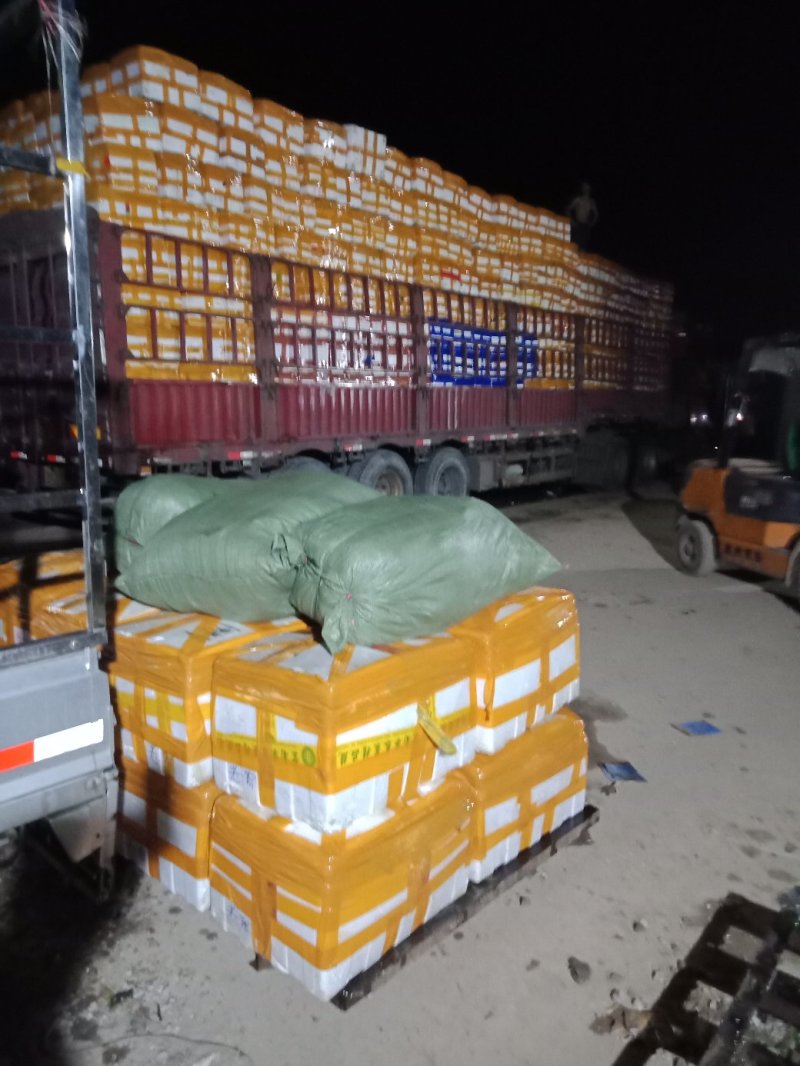【紫苏叶】自有百亩基地，新鲜现割，品质保障全国可发～