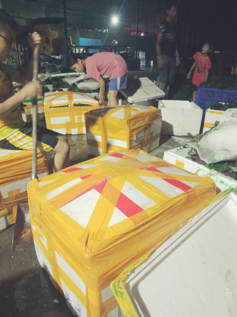 【紫苏叶】自有百亩基地，新鲜现割，品质保障全国可发～