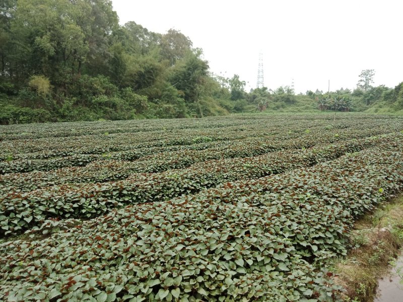 【紫苏叶】自有百亩基地，新鲜现割，品质保障全国可发～
