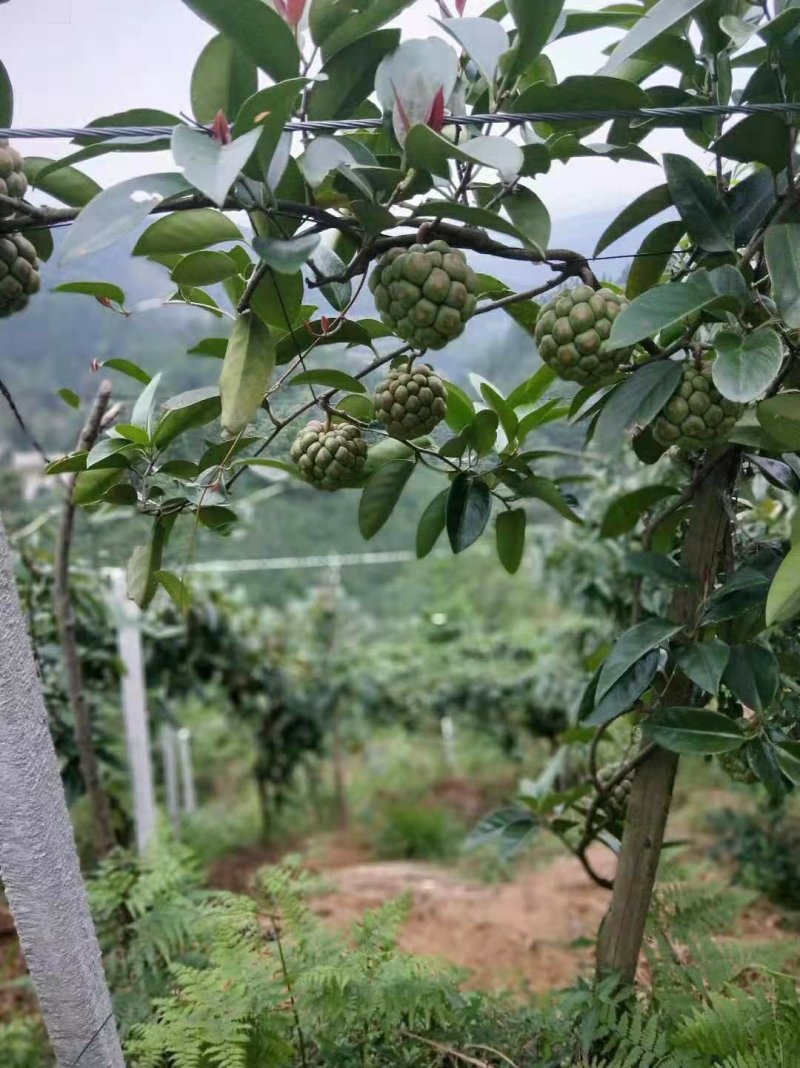 黑老虎
