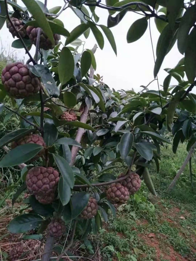 黑老虎