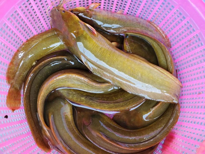 本地塘虱
