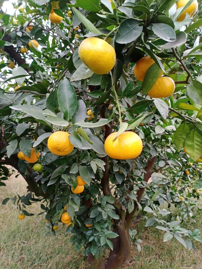 新余蜜橘，纯甜化渣，光鲜亮丽，果红扁形，量大从优