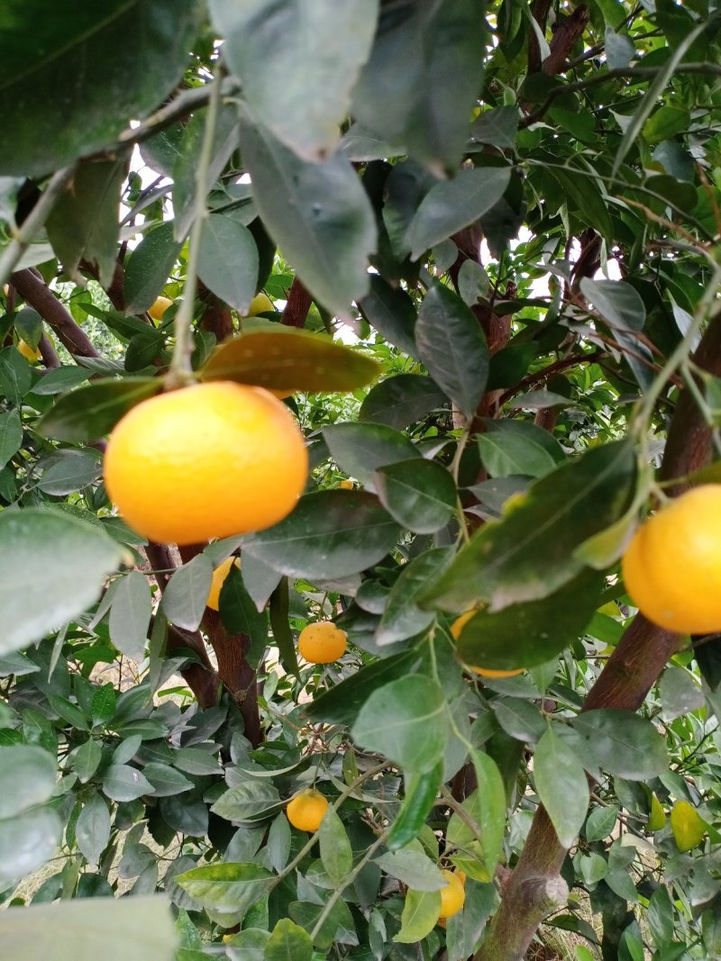 新余蜜橘，纯甜化渣，光鲜亮丽，果红扁形，量大从优