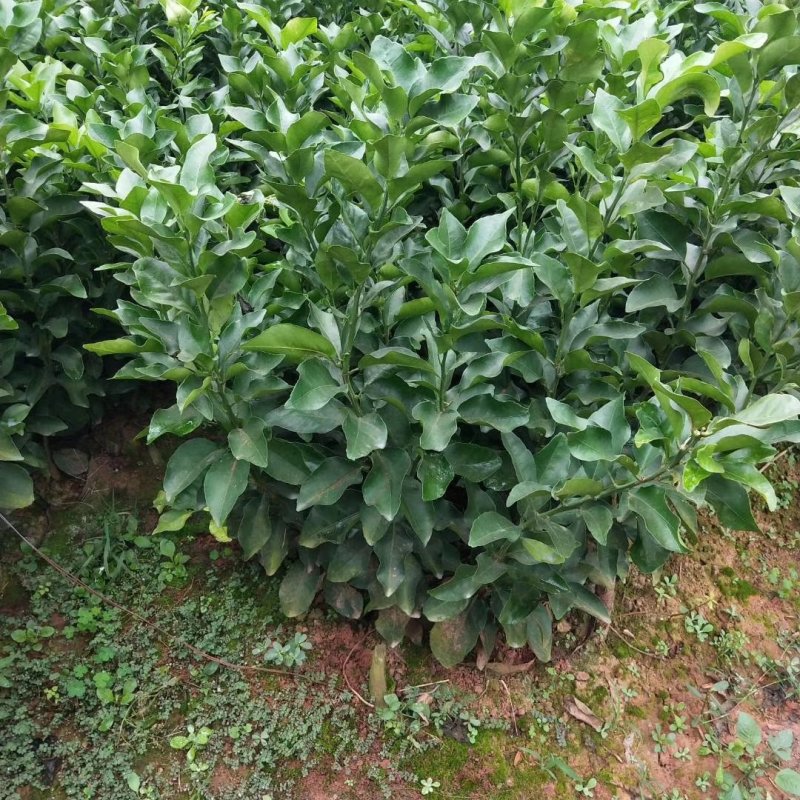 砂糖桔苗金秋砂糖桔苗基地现挖，品种保证
