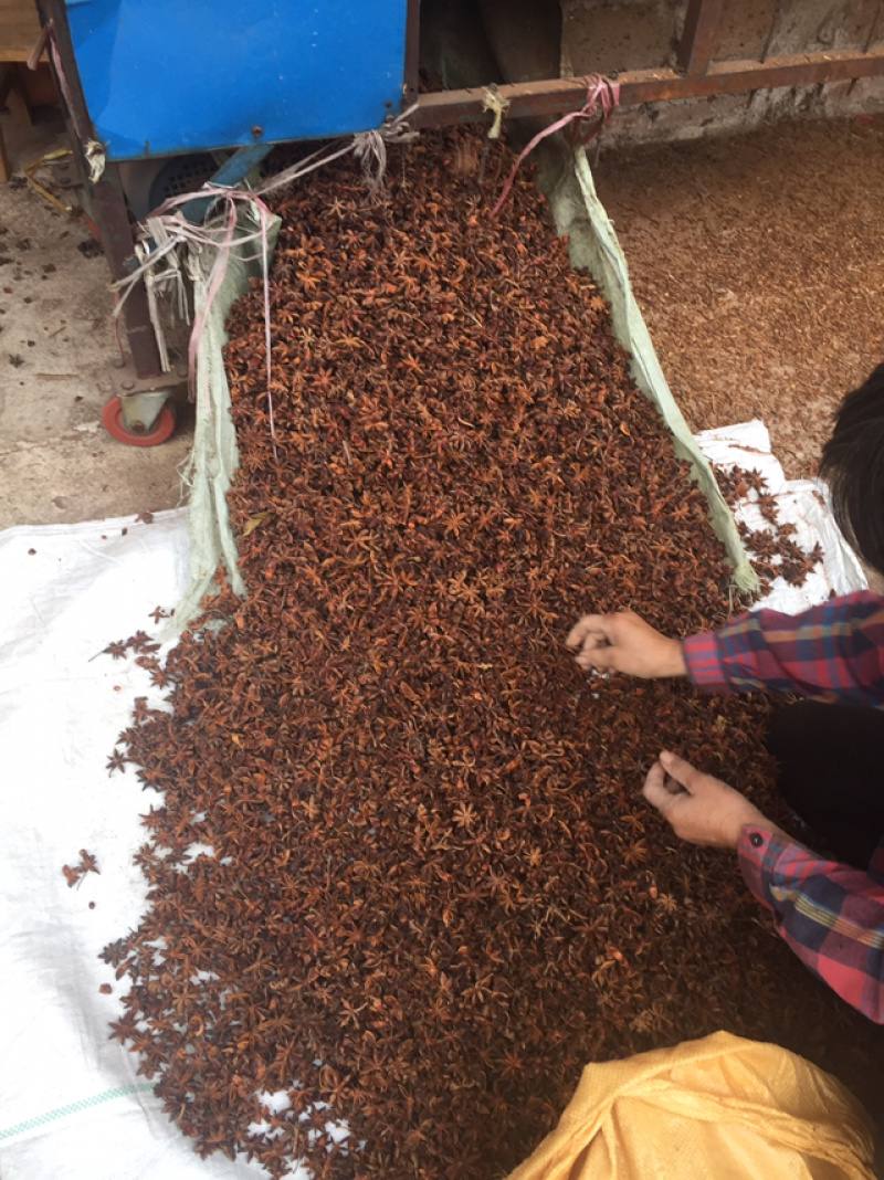 广西大红八角大料大茴香料卤料500克大粒果包邮