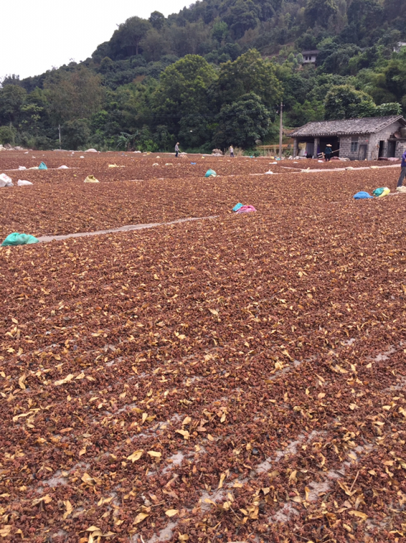 广西大红八角大料大茴香料卤料500克大粒果包邮