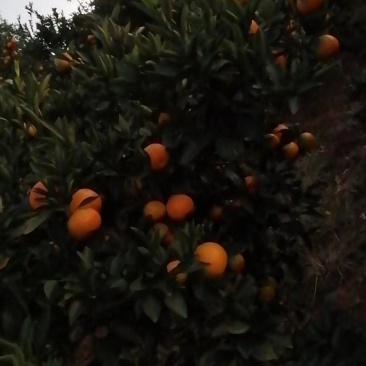 【推荐】湖南蜜橘产地，价格稳定常年供货全国各地市场咨询