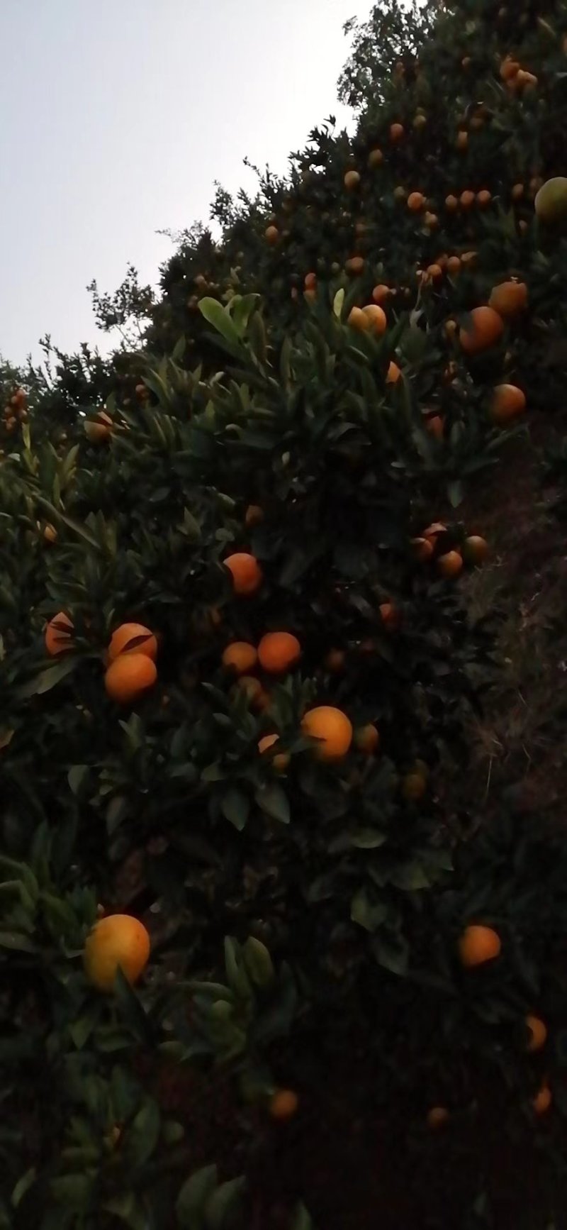 【推荐】湖南蜜橘产地，价格稳定常年供货全国各地市场咨询