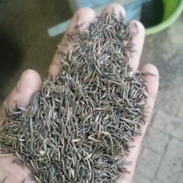 波斯菊种子