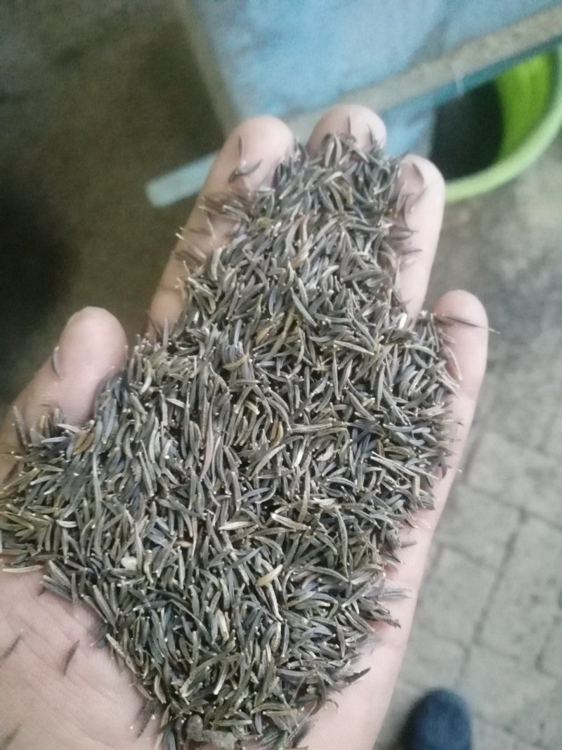 波斯菊种子