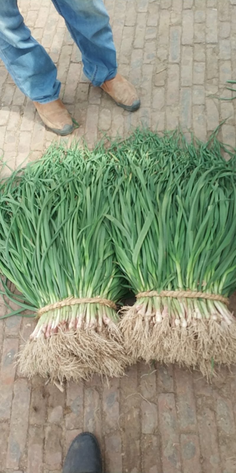 红根蒜苗