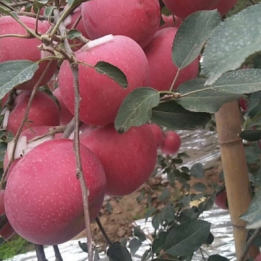 红富士苹果，货原充足，保质保量，沂蒙山苹果，口感好，
