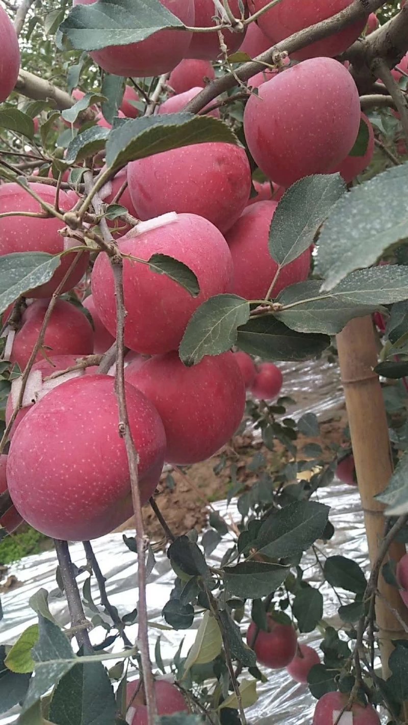 沂蒙山苹果，口感好量大，苹果量大，品种齐全，价格优惠，