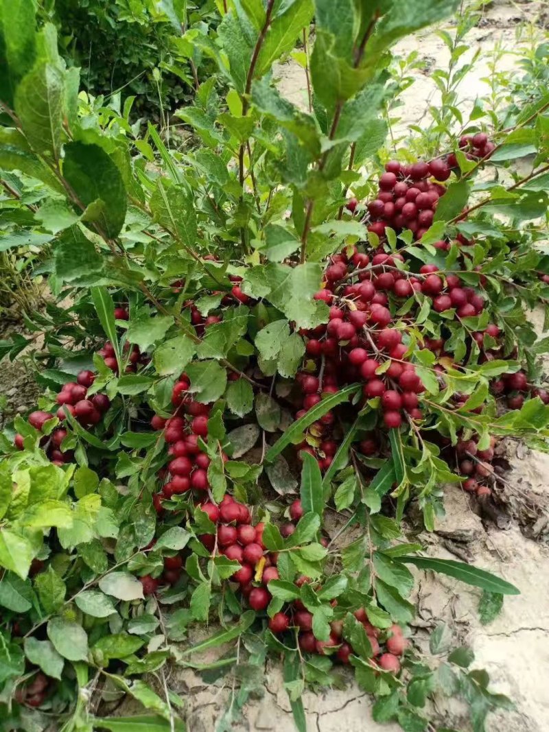 钙果苗，钙果苗基地，钙果苗低价出售，钙果苗量少可包邮