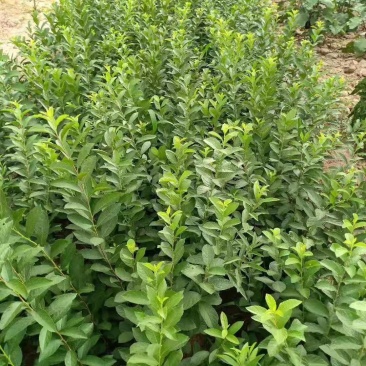 钙果苗，钙果苗基地，钙果苗低价出售，钙果苗量少可包邮