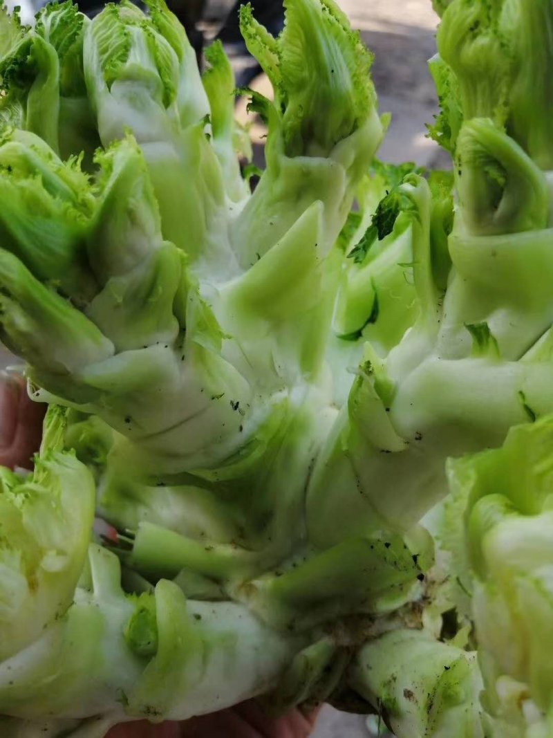 儿菜大量上市