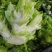 儿菜大量上市