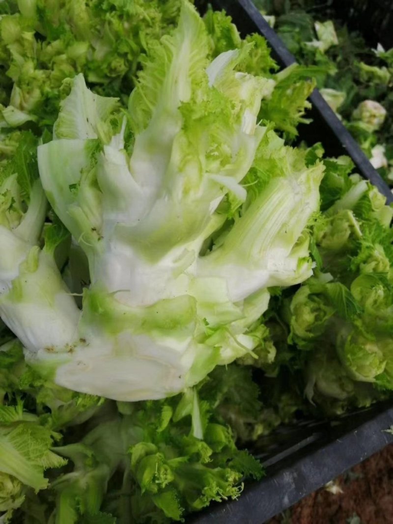 儿菜大量上市
