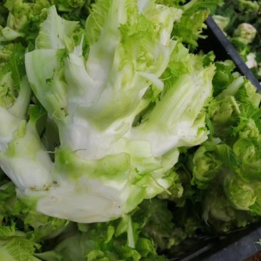 儿菜大量上市