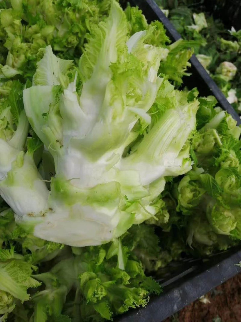 儿菜大量上市