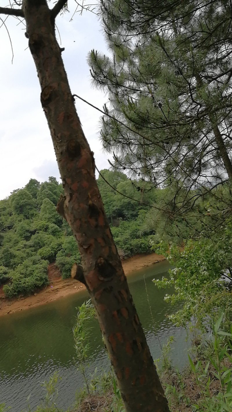 位于江西新余仙水湖风景区岛林合作