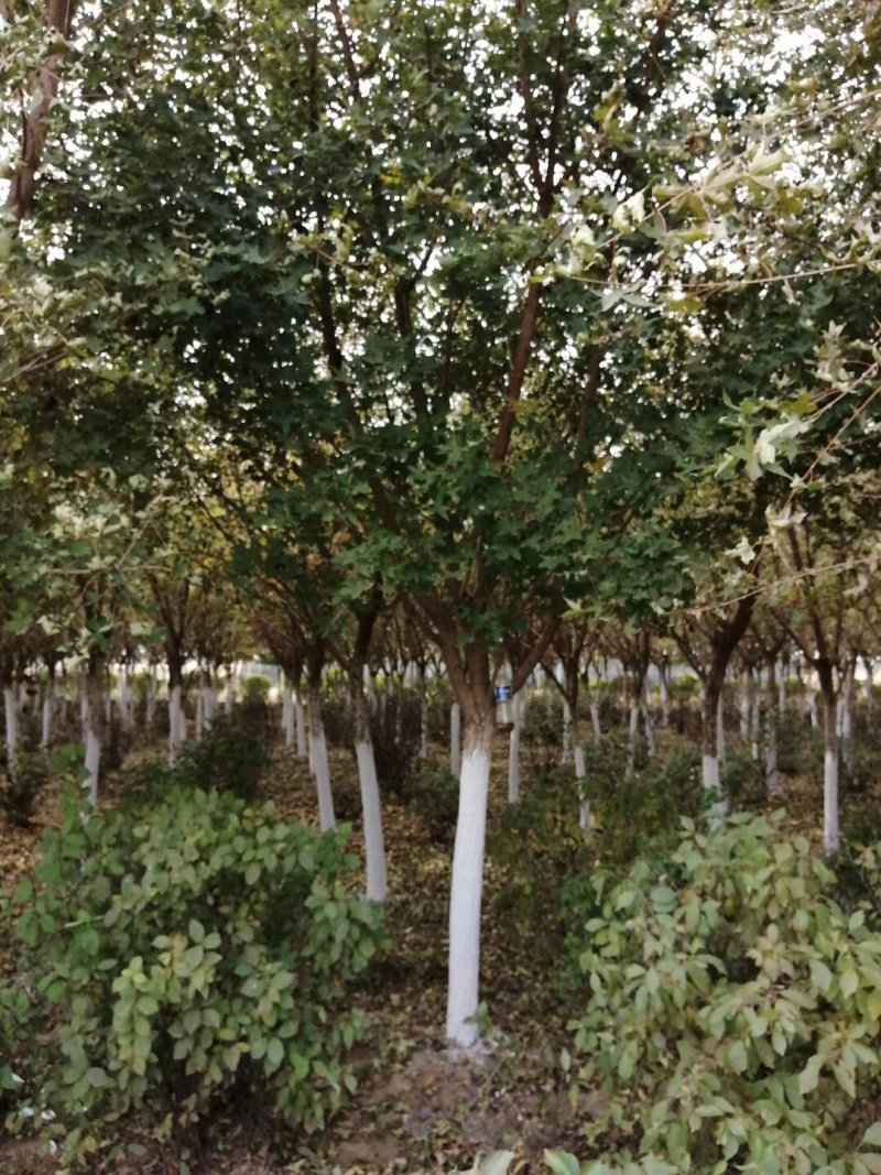 大量供应3-4公分，5-6公分8-10公分元宝枫